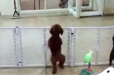 Собачий танец стал хитом Интернета