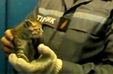Киевские пожарные спасли маленького котенка