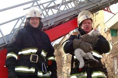 Киевские пожарные спасли из пылающей квартиры белого кота