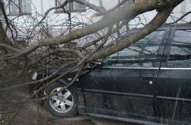 На Прикарпатье стихия валила деревья на машины с людьми и "смывала" дома