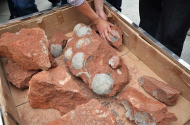 В Китае рабочие случайно обнаружили 47 яиц динозавра