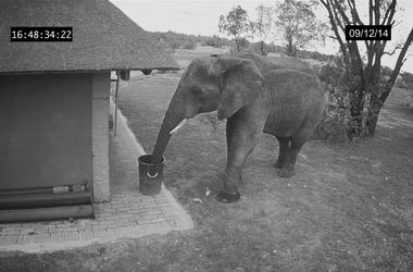 Камера наблюдения засняла как слон собирает мусор