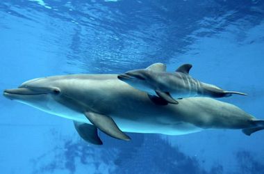 В Одесском дельфинарии родился дельфиненок