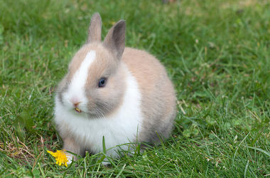 В Дании ведущий убил кролика в прямом эфире