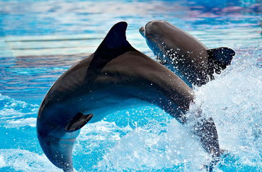 Дельфинов, которые лечат детей и раненых бойцов,  выселяют