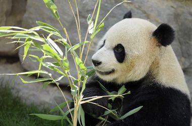 Ученые выяснили, почему панды не умирают на бамбуковой диете