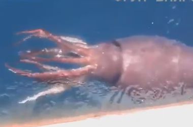 Видеохит: Борьбу рыбаков с гигантским кальмаром сняли на видео