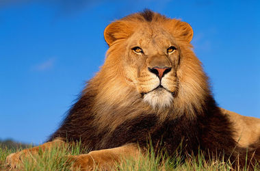Дантист из США убил самого знаменитого льва в Зимбабве