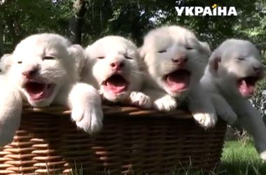 В Крымском парке Тайган родились четверо белых львят