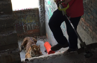 В Детройте ловили тигра, который сбежал во время фотосессии