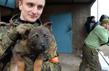 Собаки помогут бойцам Донбасса пережить стресс