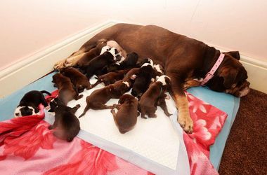 В Британии собака родила шестнадцать щенков