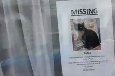 Пропавший кот нашел сам себя возле объявления о его пропаже