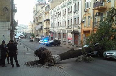 В центре Киева остановились троллейбусы: на дорогу рухнул огромный каштан