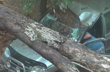 В Одессе деревья громили авто и перекрывали дороги