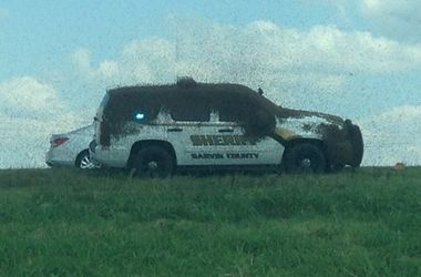 Миллионы пчел остановили движение на шоссе после ДТП