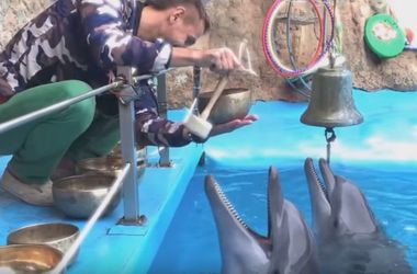 В Одессе над дельфинами повели музыкальный эксперимент