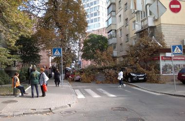В центре Киева огромное дерево рухнуло на машины