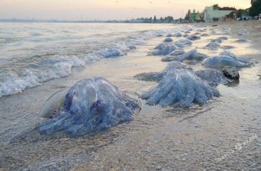 Чудовищных медуз выбросило на пляжи Одессы