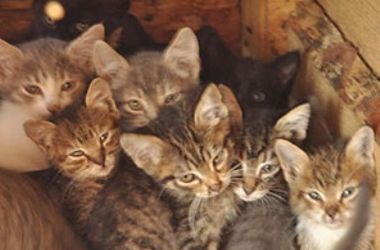 Как помочь котятам, найденным в лесу под Киевом