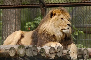 Датский зоопарк пригласил детей на вскрытие льва