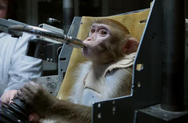 Россия решила отправить на Марс своих обезьян. Фото: vesti.ru