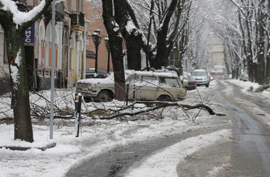 В Харьковской области дерево убило женщину