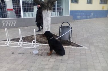 В Мариуполе сутки мерзнет привязаная к урне собака