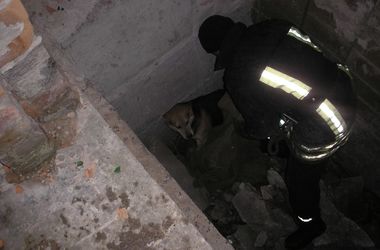 Под Киевом пожарные спасли симпатичного пса