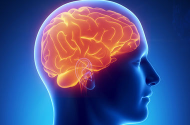 Ученые расссказали, как агрессия меняет мозг