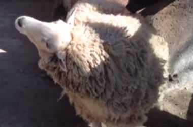 Овца, которая просит себя почесать, "взорвала" интернет