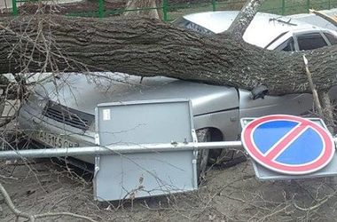 В Киеве дерево рухнуло на машины