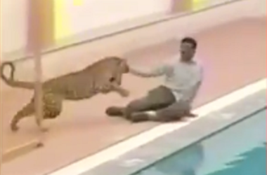 В Индии леопард пробрался в школу и покусал несколько человек