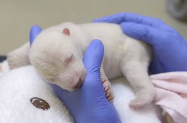 Видеохит: процесс взросления полярного медвежонка сняли на камеру
