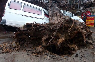 В Одессе огромное дерево раздавило микроавтобус