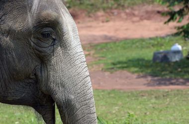 В Китае слониха растоптала 15 машин и убежала в заповедник