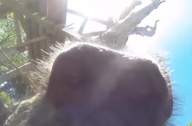 Видеохит: обезьяна взяла камеру и сняла ролик о своей жизни