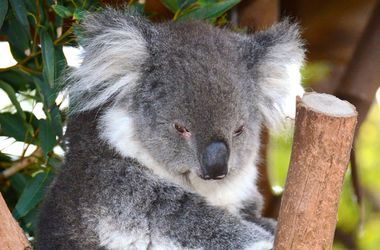 Дикая пума убила коалу в зоопарке Лос-Анджелеса 