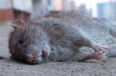 ФОТОФАКТ. Полутораметровую крысу нашли на детской площадке в Лондоне 