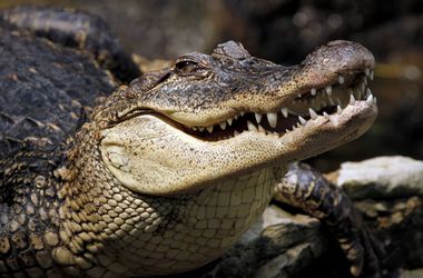 Российского туриста в Индонезии "съел" крокодил 