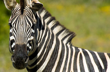 В норвежском зоопарке зебру скормили тиграм на глазах у посетителей