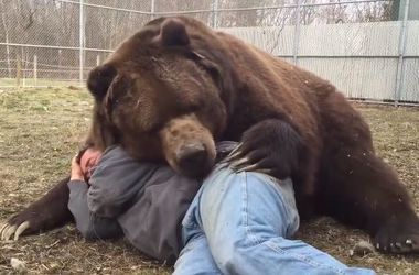 Огромный медведь шокировал своей реакцией на человека