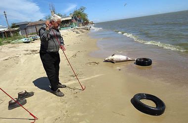 На пляже Мариуполя нашли мертвого дельфина