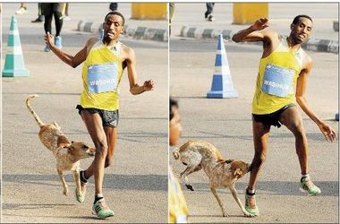 Эфиопского марафонца на дистанции покусала собака