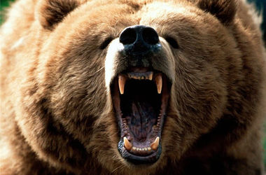 В России медведь растерзал рыбака 