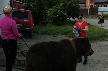 Видеохит: россиянка выгуливала огромного медведя на поводке (видео) 