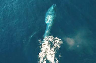 Беспилотник снял кита и китенка исчезающего вида