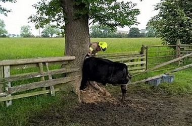 Британские пожарные спасли корову, застрявшую в дупле