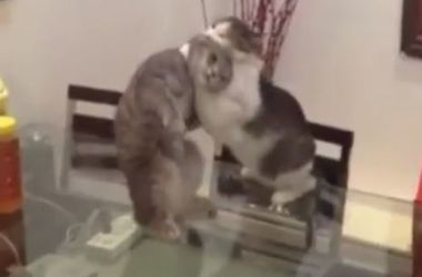 Два крупных кота устроили реслинг на стеклянном столе