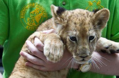 Кличко со львенком на руках презентовал концепцию обновления Киевского зоопарка